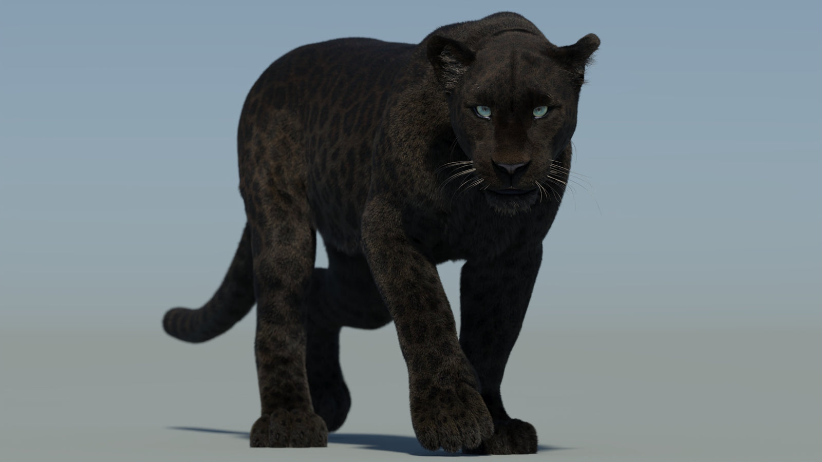 Animated Black Panther Animal 3D Model with Fur 360° view 2 frame 3