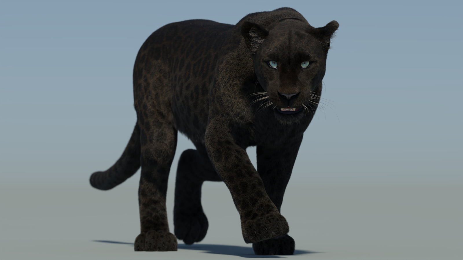 Animated Black Panther Animal 3D Model with Fur 360° view 2 frame 5