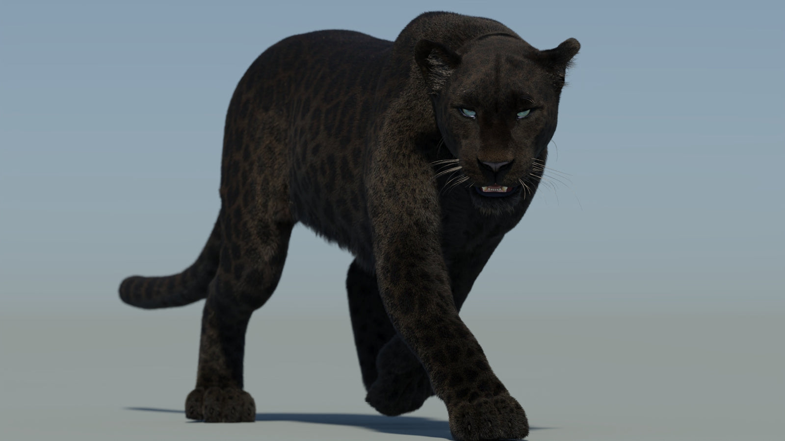 Animated Black Panther Animal 3D Model with Fur 360° view 2 frame 12