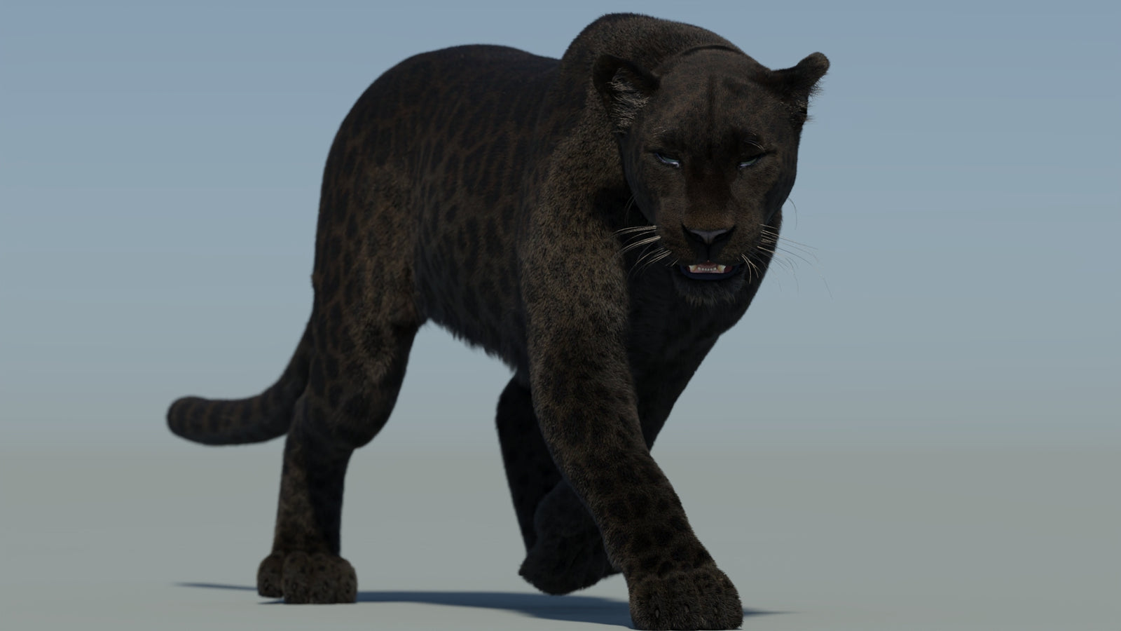 Animated Black Panther Animal 3D Model with Fur 360° view 2 frame 13
