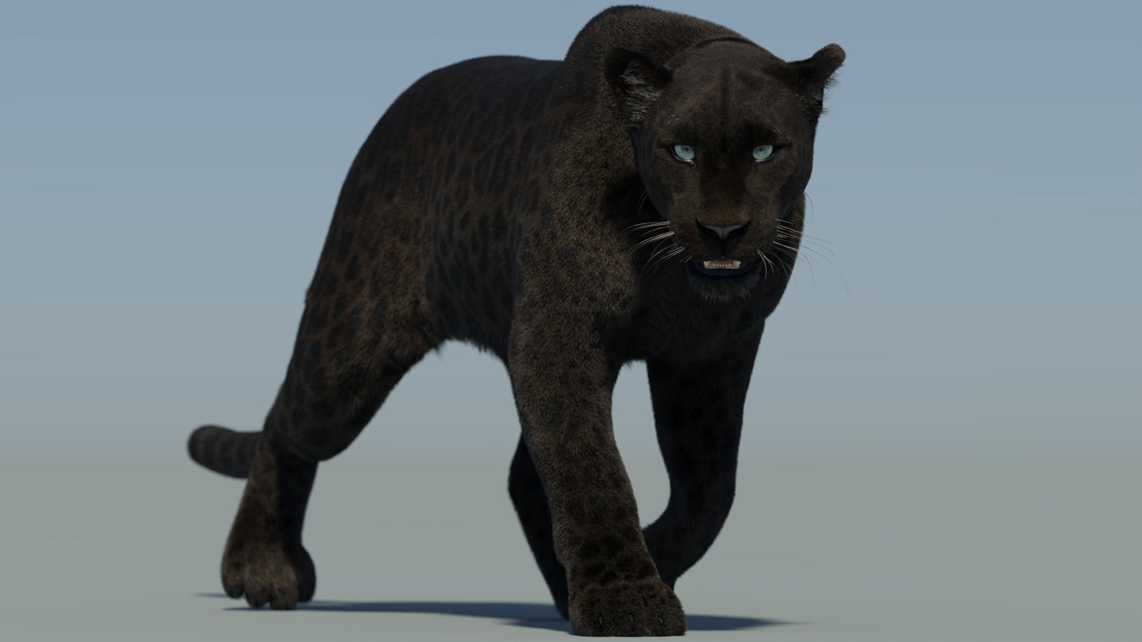 Animated Black Panther Animal 3D Model with Fur 360° view 2 frame 18