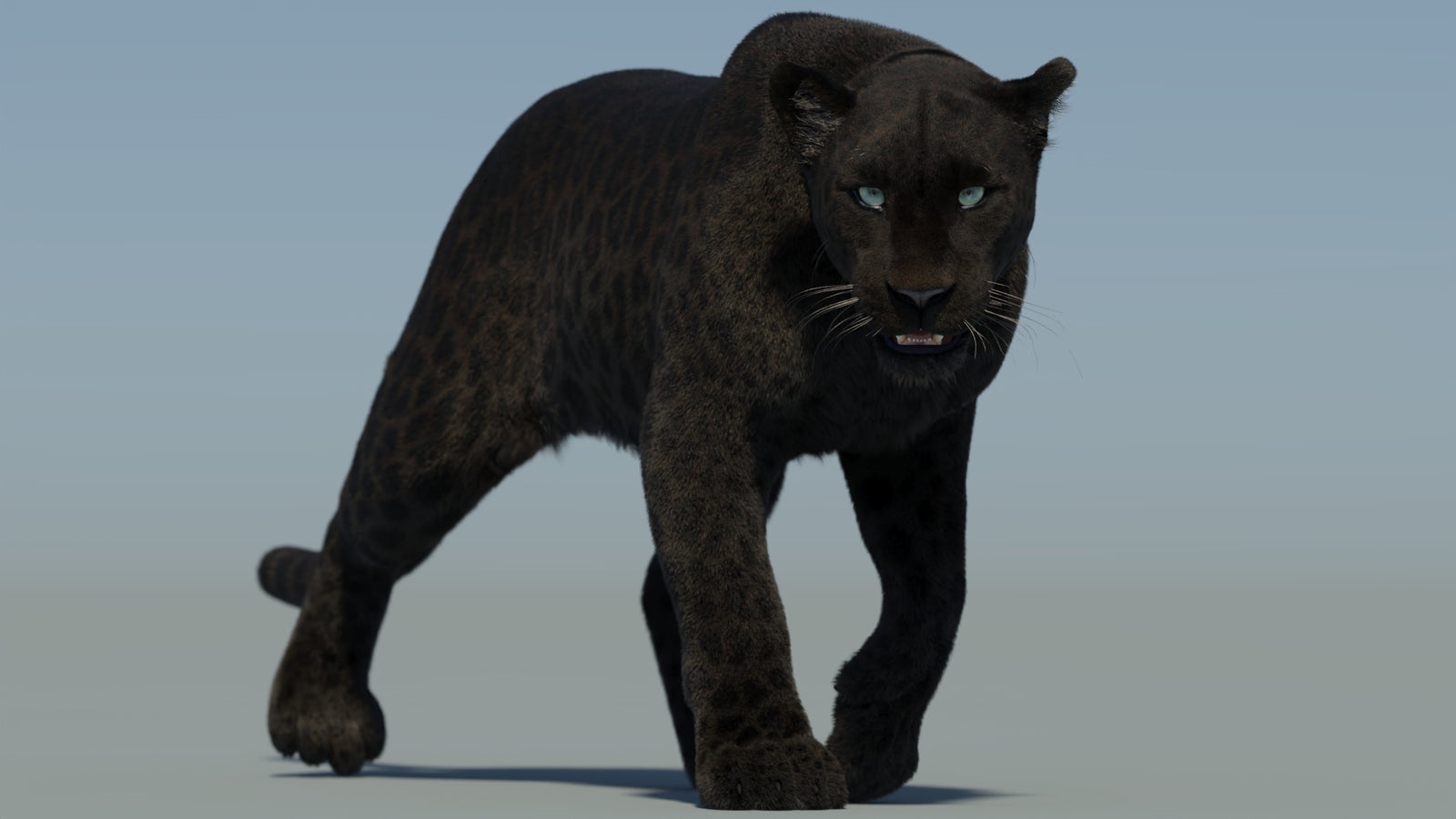 Animated Black Panther Animal 3D Model with Fur 360° view 2 frame 20