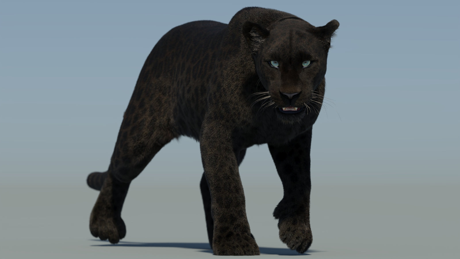 Animated Black Panther Animal 3D Model with Fur 360° view 2 frame 22