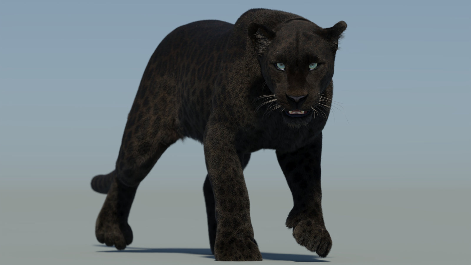 Animated Black Panther Animal 3D Model with Fur 360° view 2 frame 23
