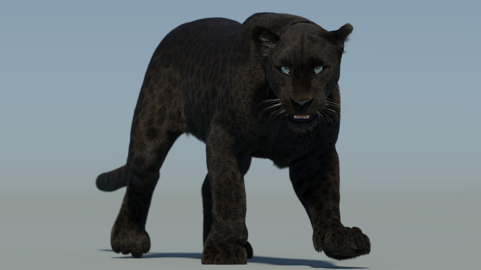 Animated Black Panther Animal 3D Model with Fur 360° view 2 frame 25