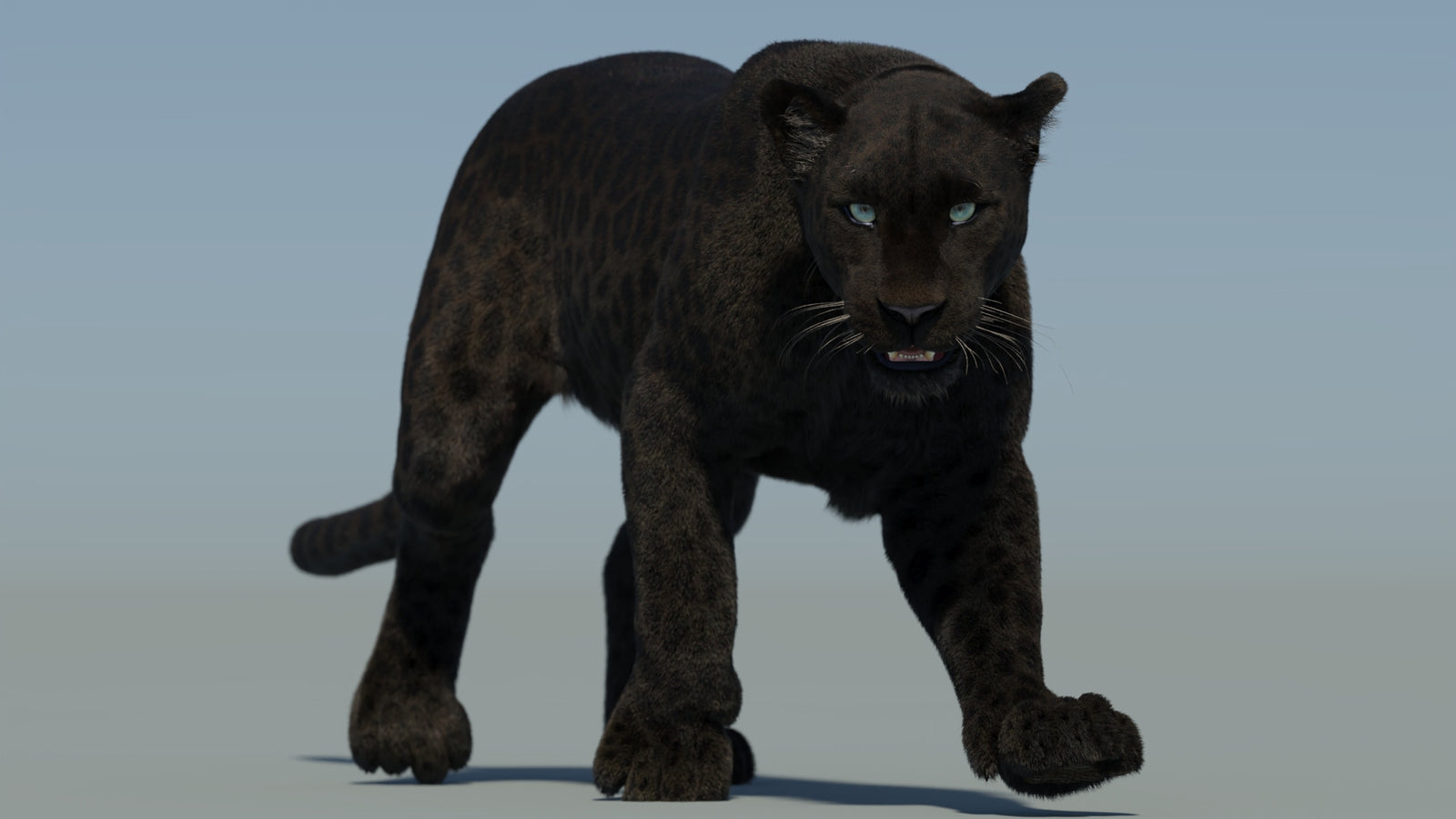 Animated Black Panther Animal 3D Model with Fur 360° view 2 frame 26