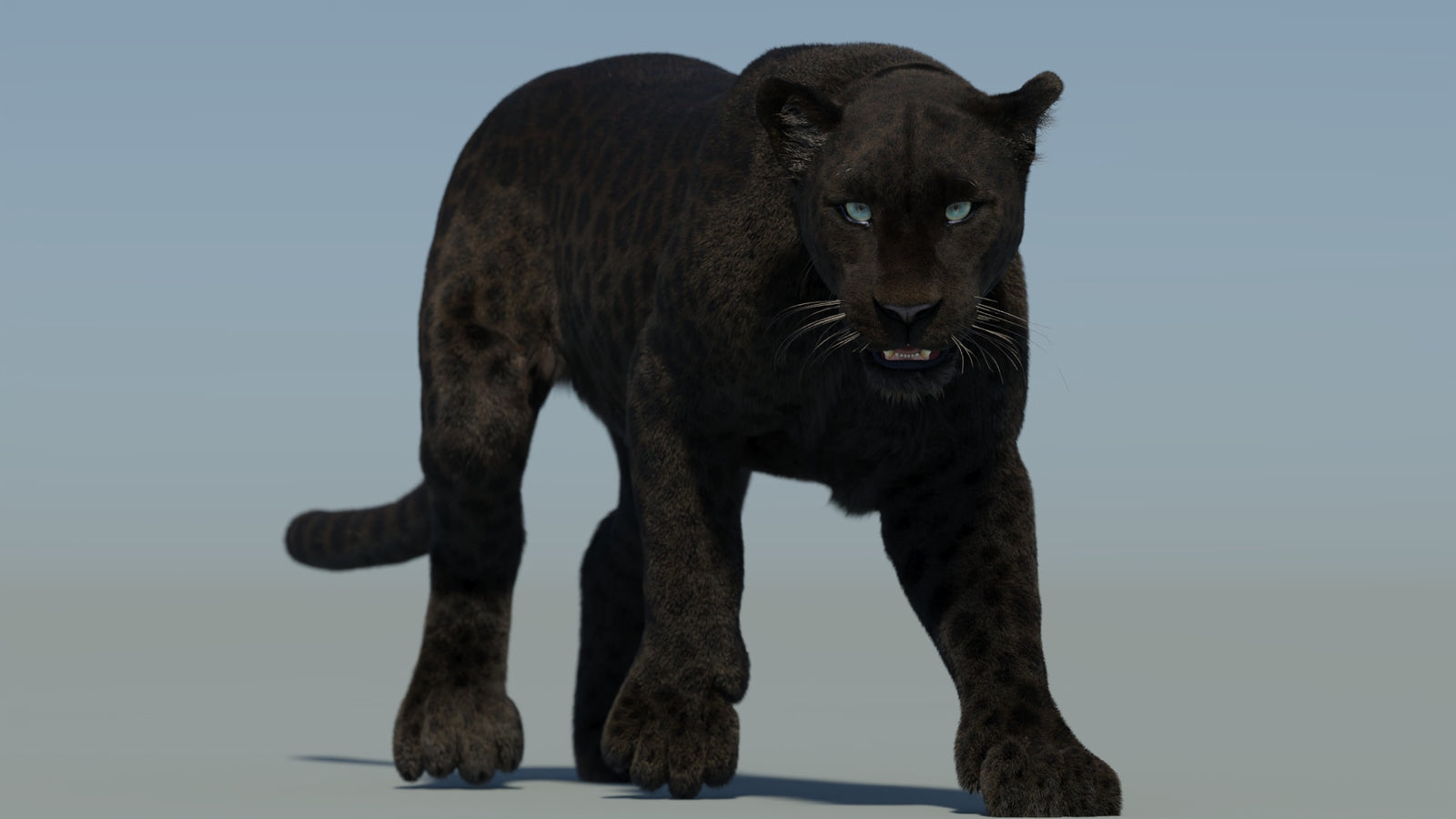 Animated Black Panther Animal 3D Model with Fur 360° view 2 frame 29