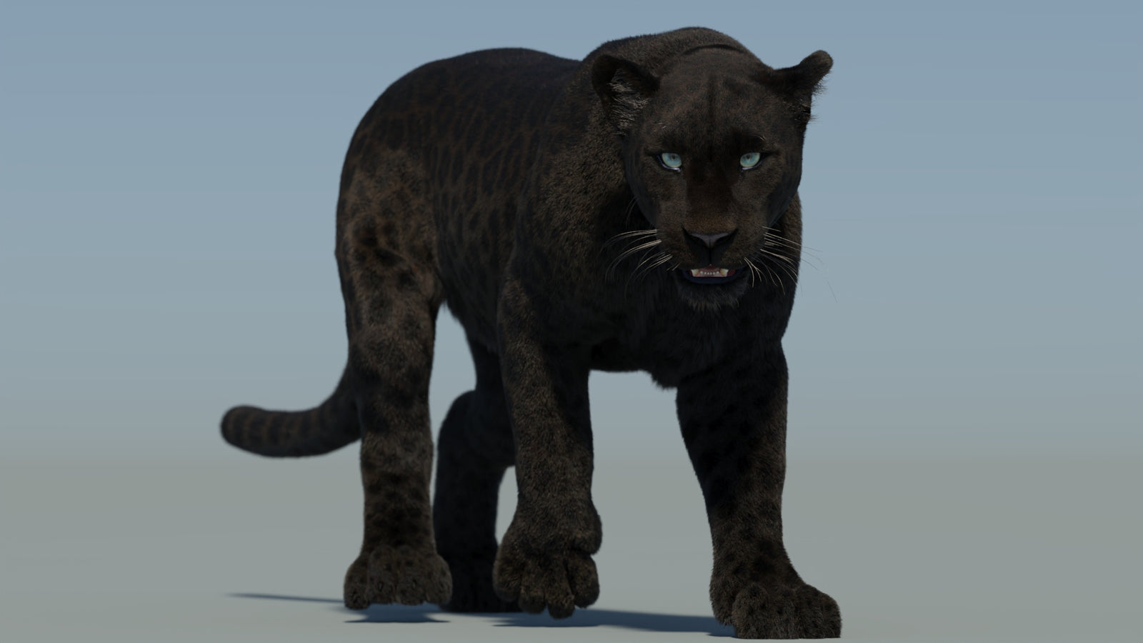 Animated Black Panther Animal 3D Model with Fur 360° view 2 frame 32
