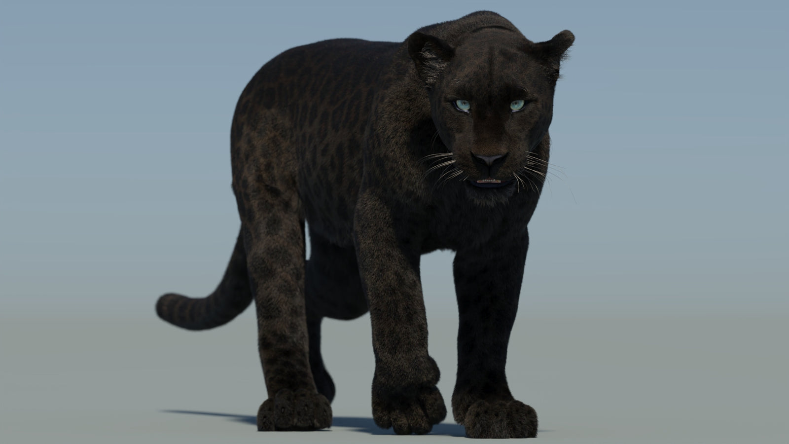 Animated Black Panther Animal 3D Model with Fur 360° view 2 frame 36
