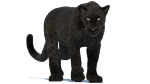 Animated Black Panther 3D Model with Fur Thumbnail