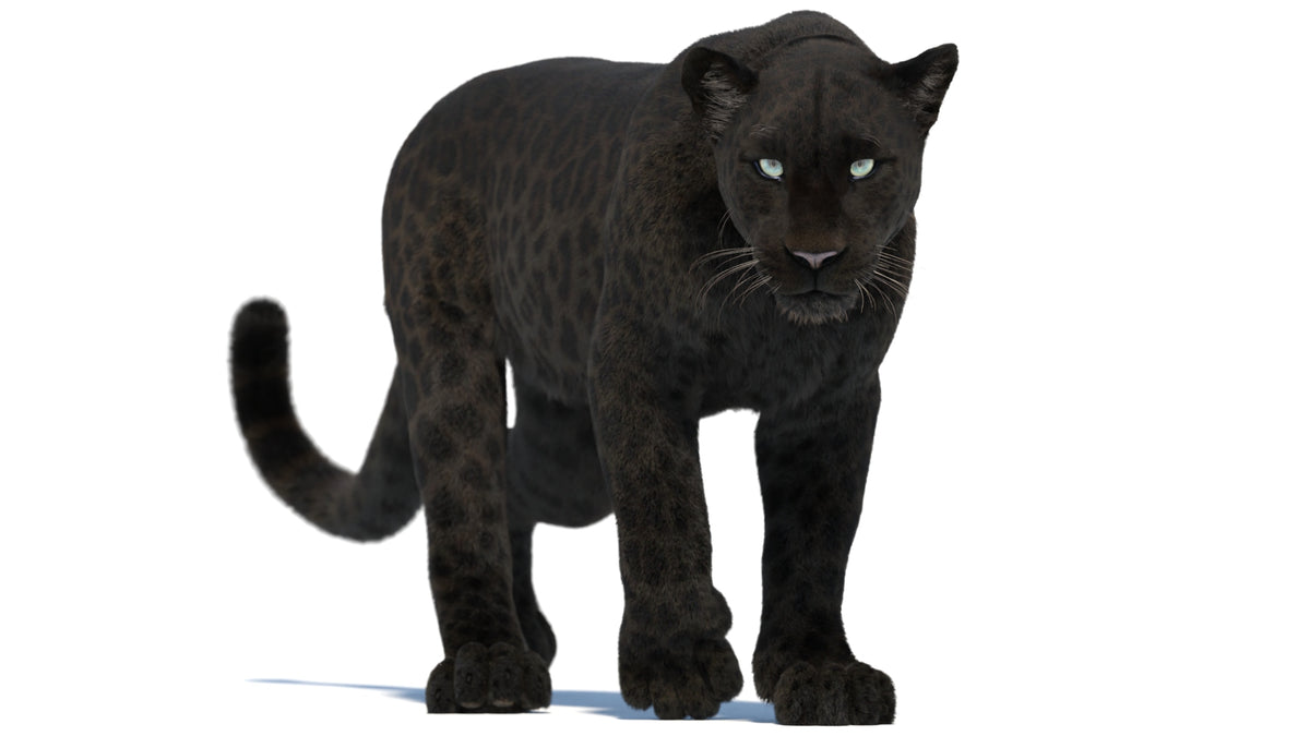 Animated Black Panther 3D Model with Fur