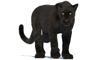 Animated Black Panther 3D Model with Fur