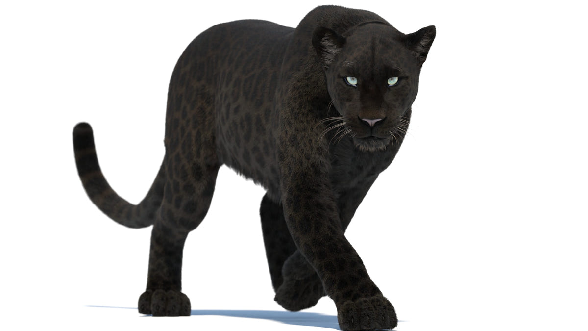 Black Panther Animal 3D Model Animation | Walk Cycle