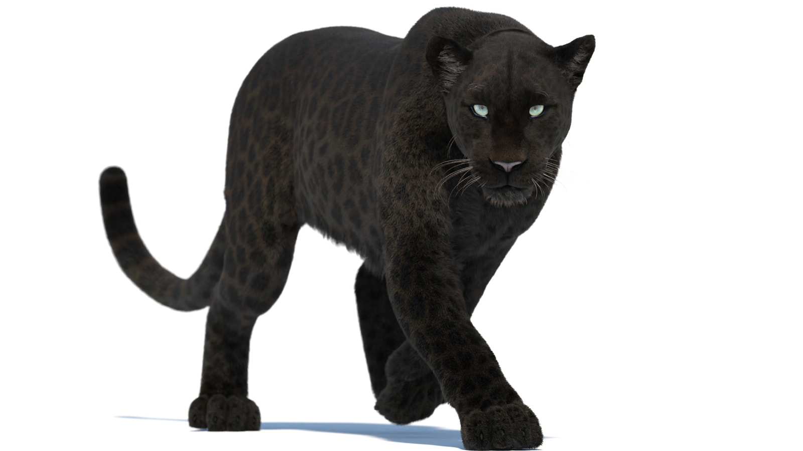 Black Panther Animal 3D Model Animation | Walk Cycle