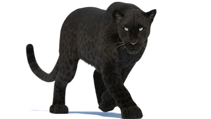 Black Panther 3D Model with Animations