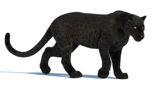 Black Panther 3D Model — Game-Ready & VFX Thumbnail
