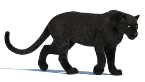 Black Panther 3D Model — Game-Ready & VFX Thumbnail