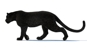 Black Panther 3D Model | Rigged, Animated, Fur Thumbnail