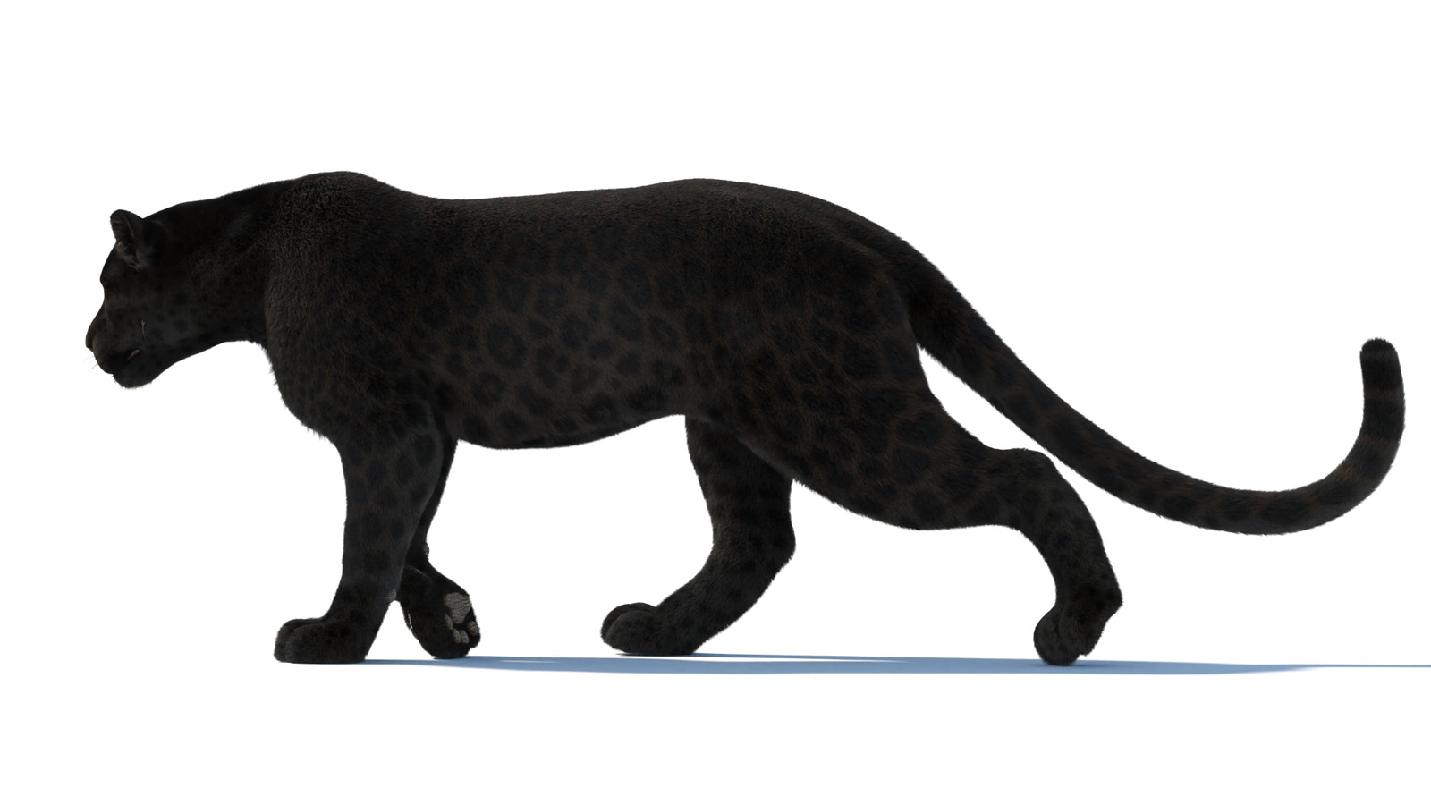Black Panther 3D Model | Rigged, Animated, Fur