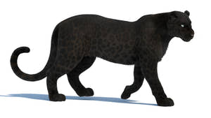 Black Panther 3D Model | Walk Cycle Thumbnail