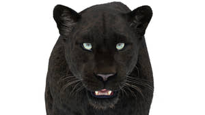Close-up of realistic black panther 3D model with groomed fur, sharp whiskers, and lifelike eyes Thumbnail
