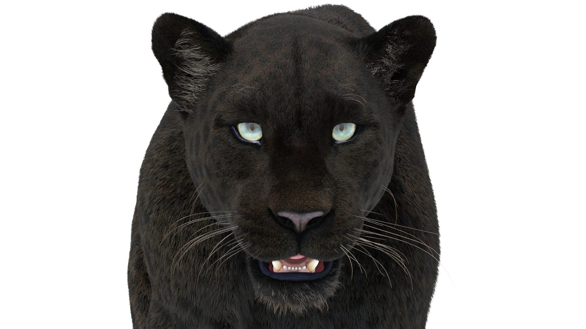 Close-up of realistic black panther 3D model with groomed fur, sharp whiskers, and lifelike eyes