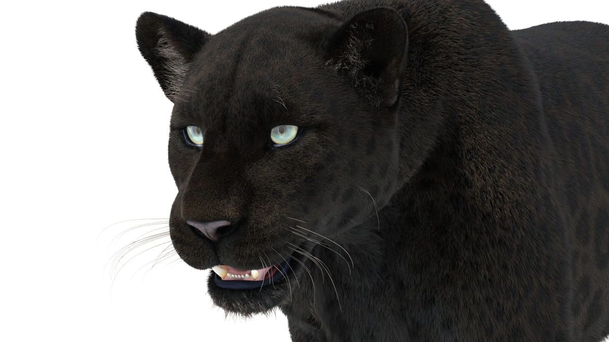 Black panther 3D render, face close-up with detailed fur and shading, VFX/game-ready.