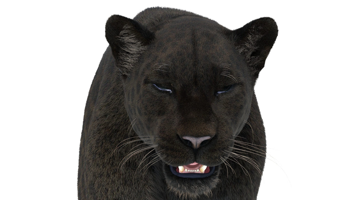 close-up of rigged black panther 3D model, whiskers and nose detail, and eyes closed