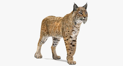 Animated Bobcat 3D Model for Download | PROmax3D