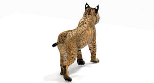 Animated Bobcat 3D Model CAT Rigging for Download Thumbnail