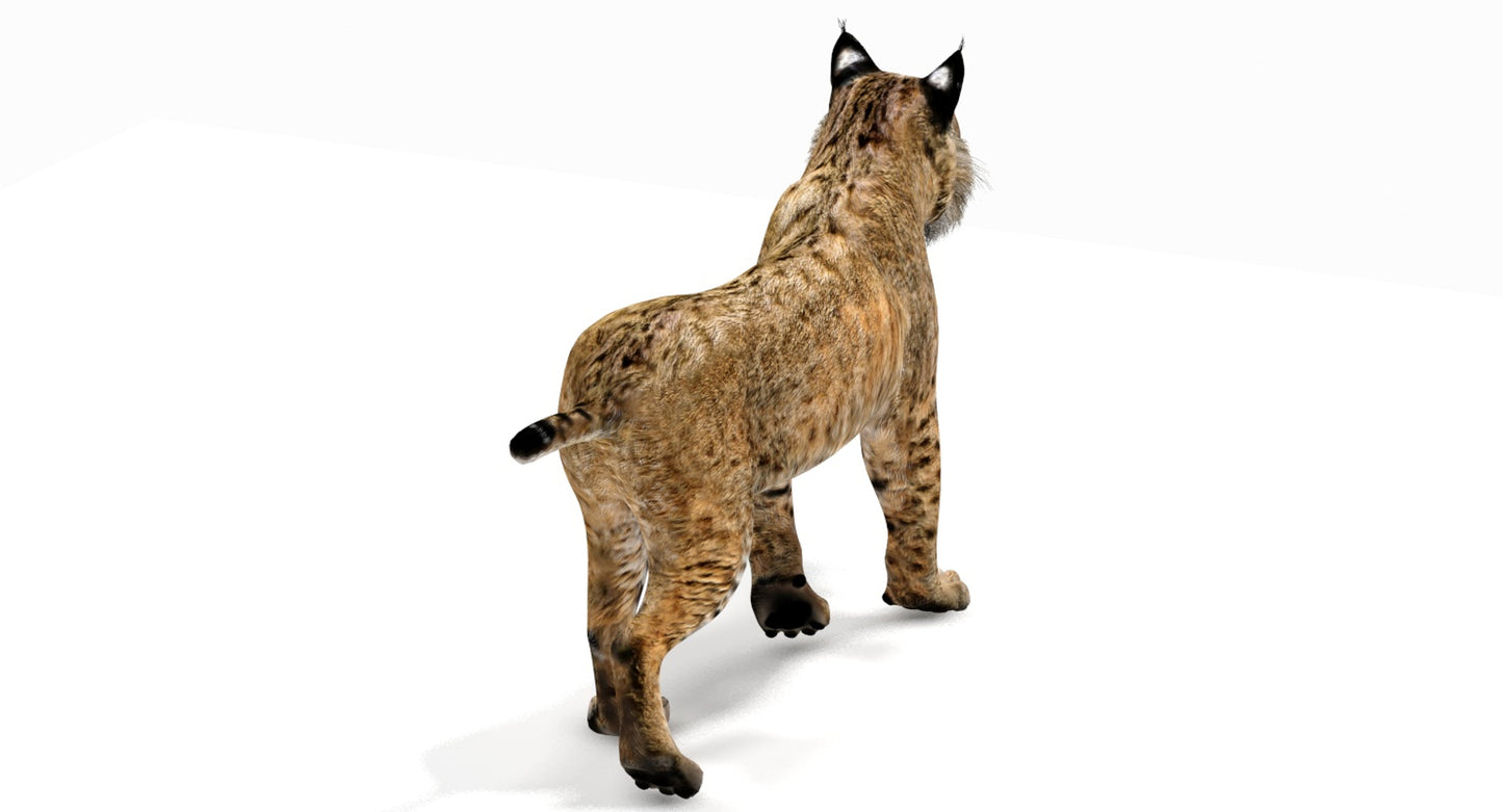 Animated Bobcat 3D Model CAT Rigging for Download
