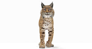 Realistic Bobcat 3D Model with Animation Thumbnail