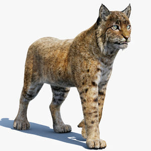 Animated Bobcat 3D Model Lynx Rufus - Hair and Fur Thumbnail
