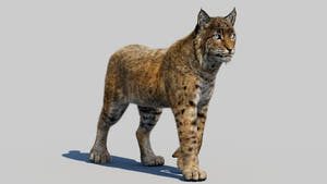 Animated Bobcat 3D Model Lynx Rufus - Hair and Fur Thumbnail