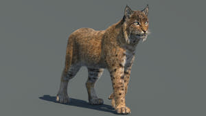 Animated Bobcat 3D Model Lynx Rufus - Hair and Fur Thumbnail
