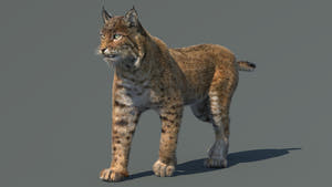 Animated Bobcat 3D Model Lynx Rufus - Hair and Fur Thumbnail
