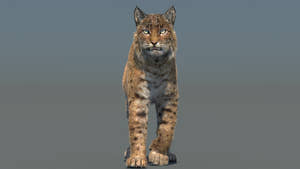 Animated Bobcat 3D Model Fur Lynx Rufus Thumbnail