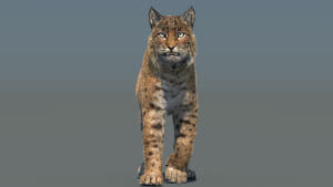 Animated Bobcat 3D Model Lynx Rufus - Hair and Fur Thumbnail