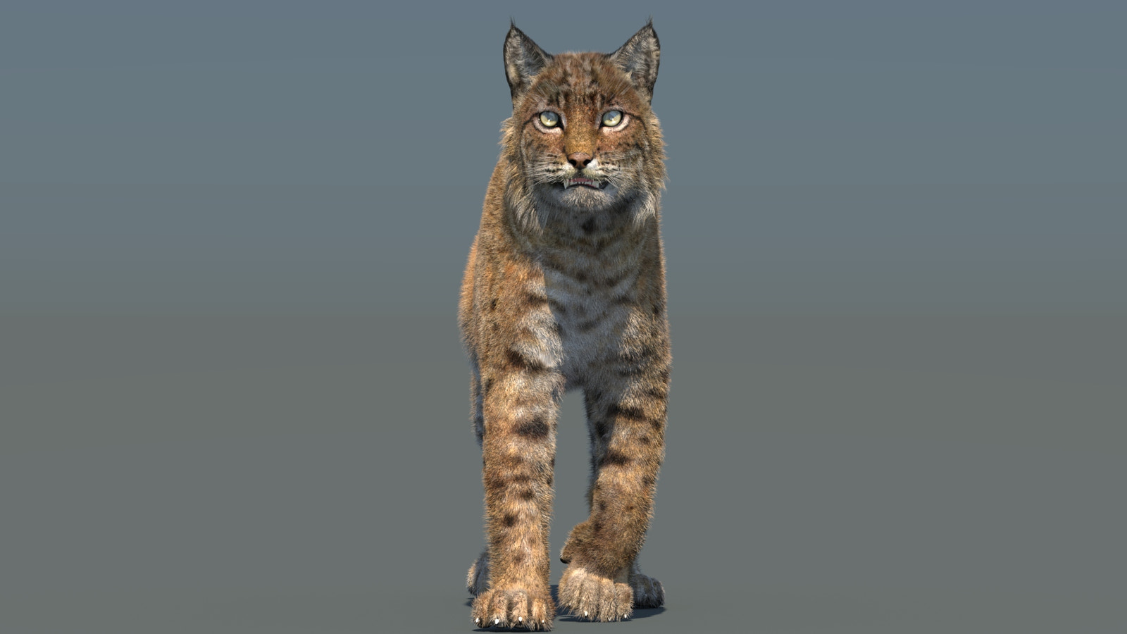 Animated Bobcat 3D Model Fur Lynx Rufus