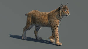 Animated Bobcat 3D Model Fur Lynx Rufus Thumbnail