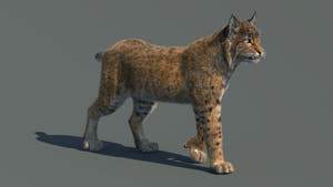 Animated Bobcat 3D Model Lynx Rufus - Hair and Fur Thumbnail