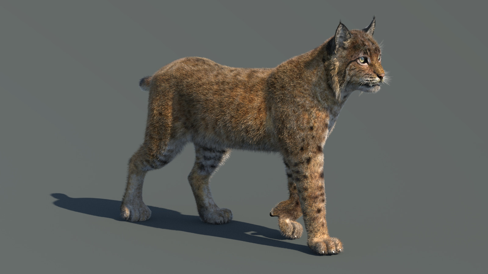 Animated Bobcat 3D Model Fur Lynx Rufus