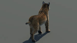 Animated Bobcat 3D Model Fur Lynx Rufus Thumbnail