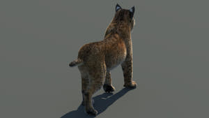 Animated Bobcat 3D Model Lynx Rufus - Hair and Fur Thumbnail