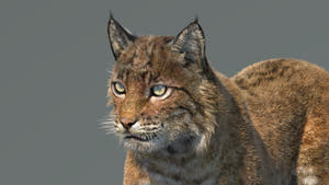 Animated Bobcat 3D Model Lynx Rufus - Hair and Fur Thumbnail
