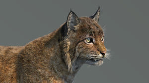 Animated Bobcat 3D Model Lynx Rufus - Hair and Fur Thumbnail