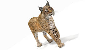 Animated Bobcat animal 3D Model for Download Thumbnail