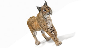 Animated Bobcat animal 3D Model for Download Thumbnail
