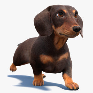 Animated Dachshund Dog 3D Model with Fur Thumbnail