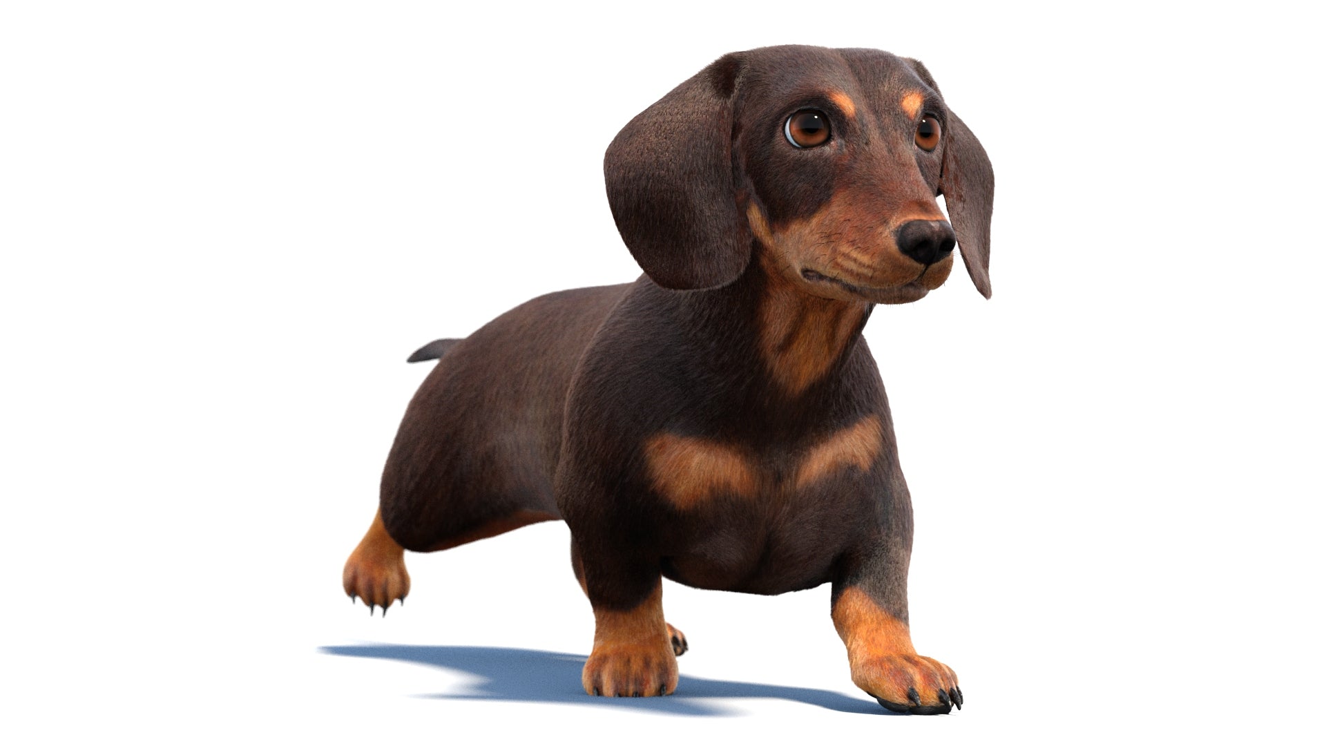 Animated Dachshund Dog 3D Model with Fur